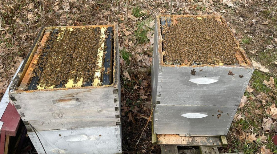 3 Signs of Honey Bee Swarming Every Beekeeper Should Know