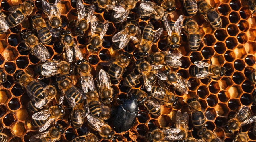 4 Effective Ways To Eliminate Small Hive Beetles