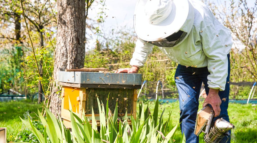 A Complete Guide to the Different Honey Bee Nuc Sizes
