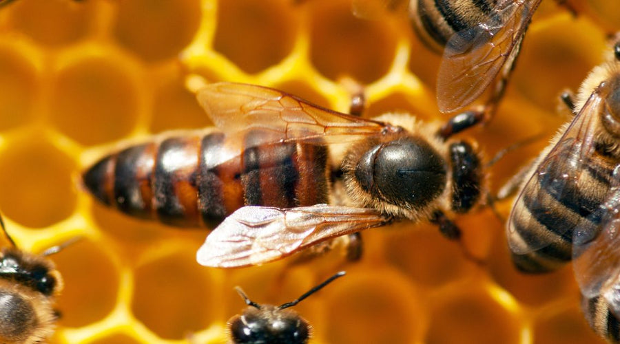How Beekeepers Create and Raise New Queen Bees