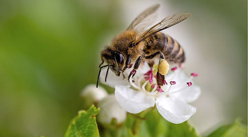 Bee Venom Therapy: What Is It and How Does It Help?
