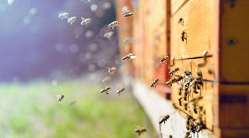 What To Do After Installing a New Package of Bees