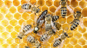 The Role Queen Bees Play In a Honey Bee Colony