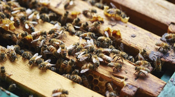 What Are VSH (Varroa Sensitive Hygiene) Honeybees?