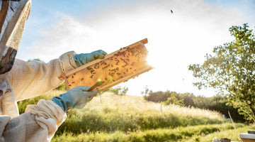 Everything You Need To Know About Natural Beekeeping