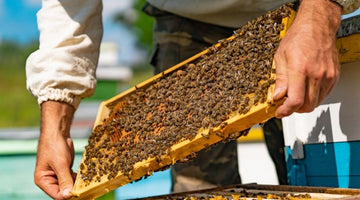 Important Considerations Before Starting a Beehive