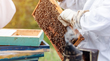 Why Every Beekeeper Should Be Using a Nuc