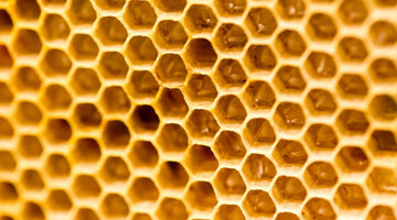 How Much Honey Will One Beehive Produce?
