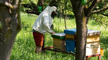 5 Key Strategies To Save a Failing Beehive