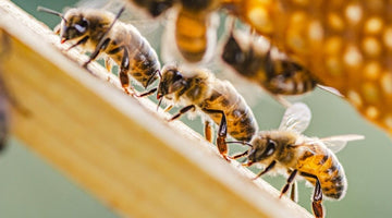 3 Best Practices for Sustainable Beekeeping