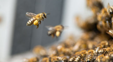 5 Top Honey Bee Breeds for Your Bee Farm