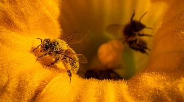 How European Honey Bees Ended Up in America