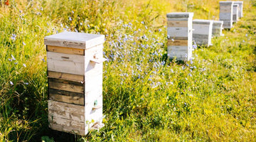 How To Keep Your Bees Safe in the Summer