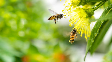 What Is the VSH Trait in Honey Bees and Why Is It Important?