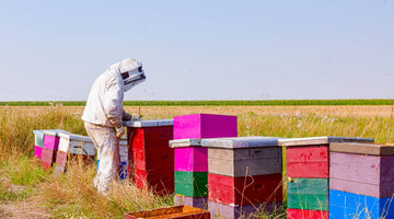 How Beekeepers Organize and Arrange Their Hives