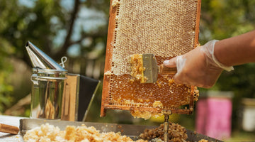 A Step-by-Step Guide for Harvesting Honey