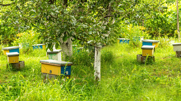 Why Bee Nucs Are the Ultimate Starter Kit for Beekeepers
