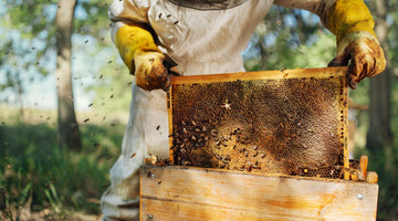 How To Safely Grow Your Honeybee Population