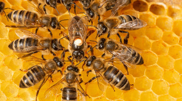 What Does the Queen Bee Do for Its Hive?