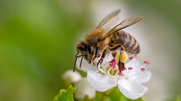 Africanized vs. European Honey Bees: What’s the Difference?