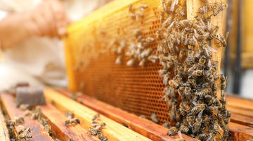 What Happens When a Beehive Loses Its Queen?