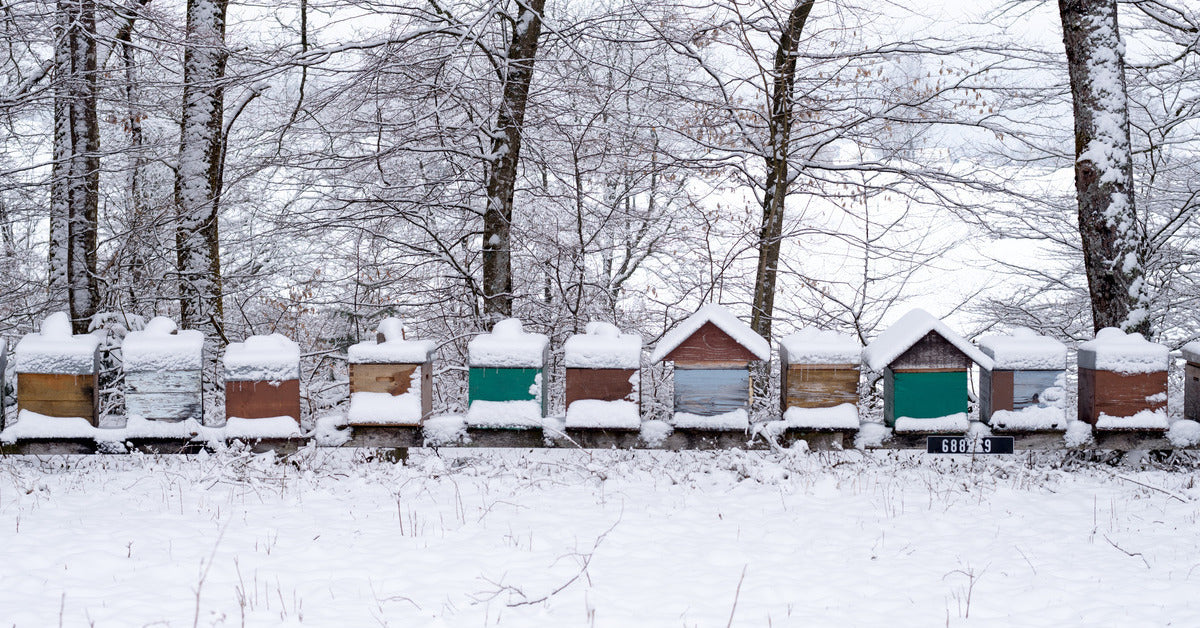 How To Prepare and Inspect Beehives for Winter