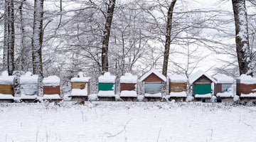 How To Prepare and Inspect Beehives for Winter