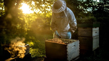A Beginner’s Guide to Starting a Beehive