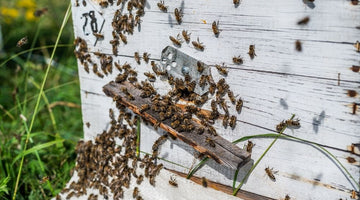 Tips on Preparing Your Beehive for Winter