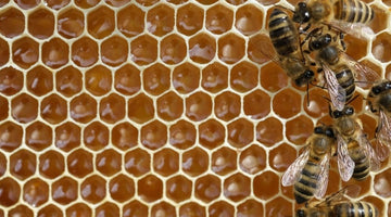 How To Move a Beehive Without Destroying It