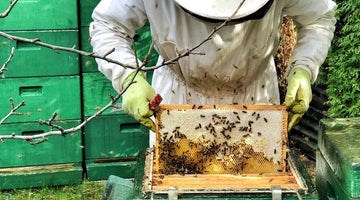 Compelling Reasons To Become a Beekeeper
