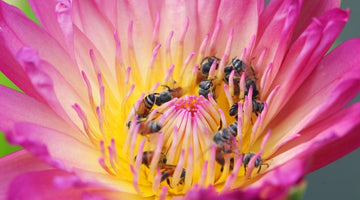 6 Ways To Increase Habitats for Honeybees