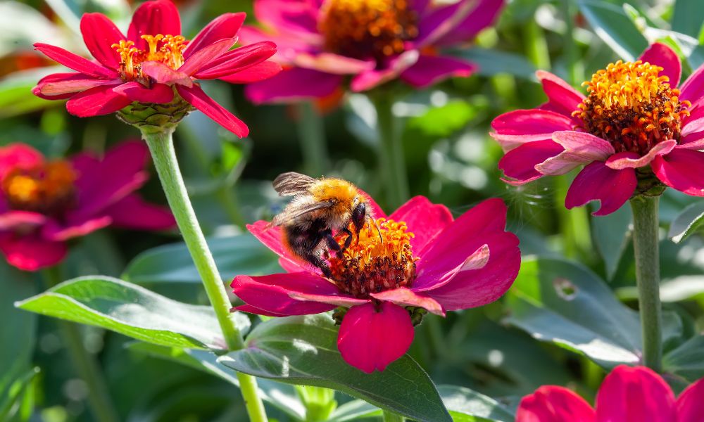 The Best Annuals To Plant To Attract Bees