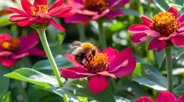 The Best Annuals To Plant To Attract Bees