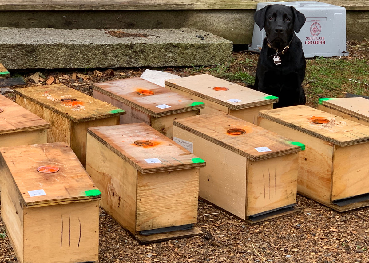 Honey Bee Nucs And Boxes For Sale | The B Farm