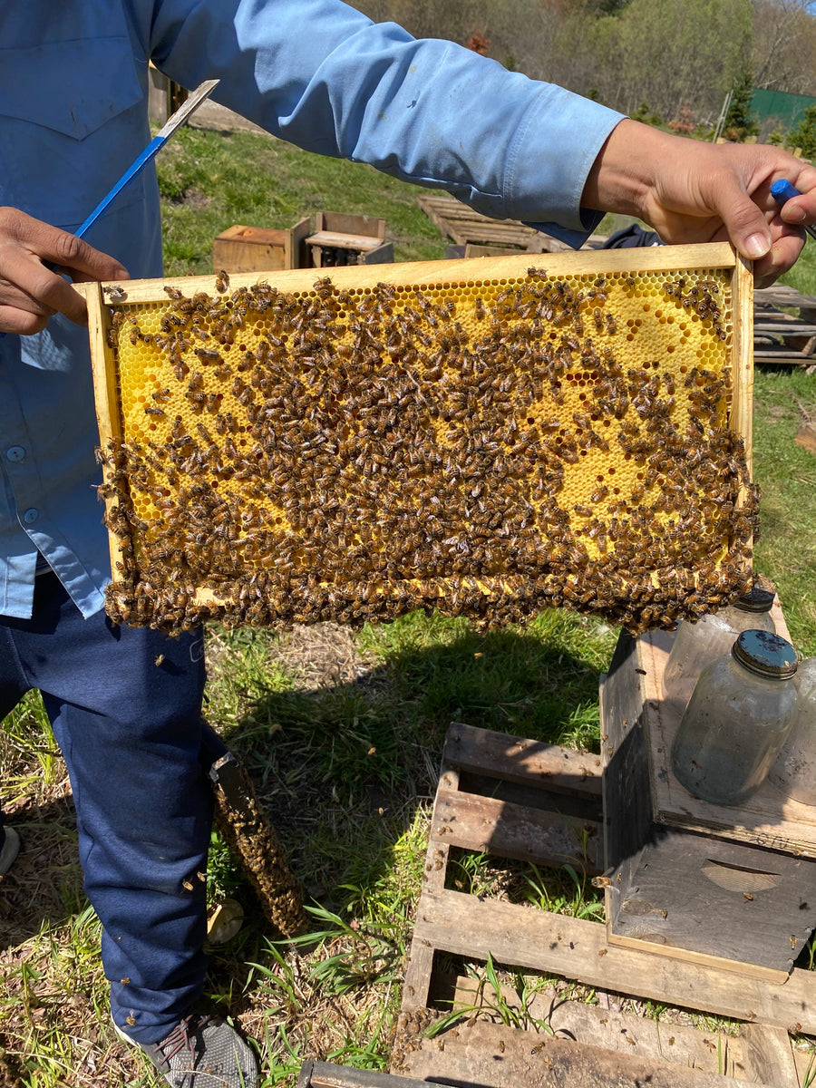 Williston, VT (Late May - Early June) Northeast 5 Frame Nucs