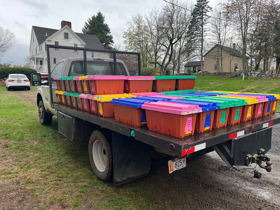 Long Island, NY - NUCS - Promise Land Apiaries