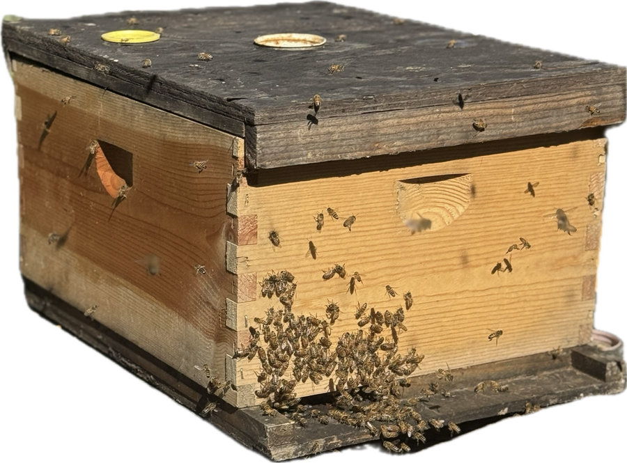 Bunkie, LA - Single Beehive