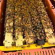 Load image into Gallery viewer, Long Island, NY - NUCS - Promise Land Apiaries
