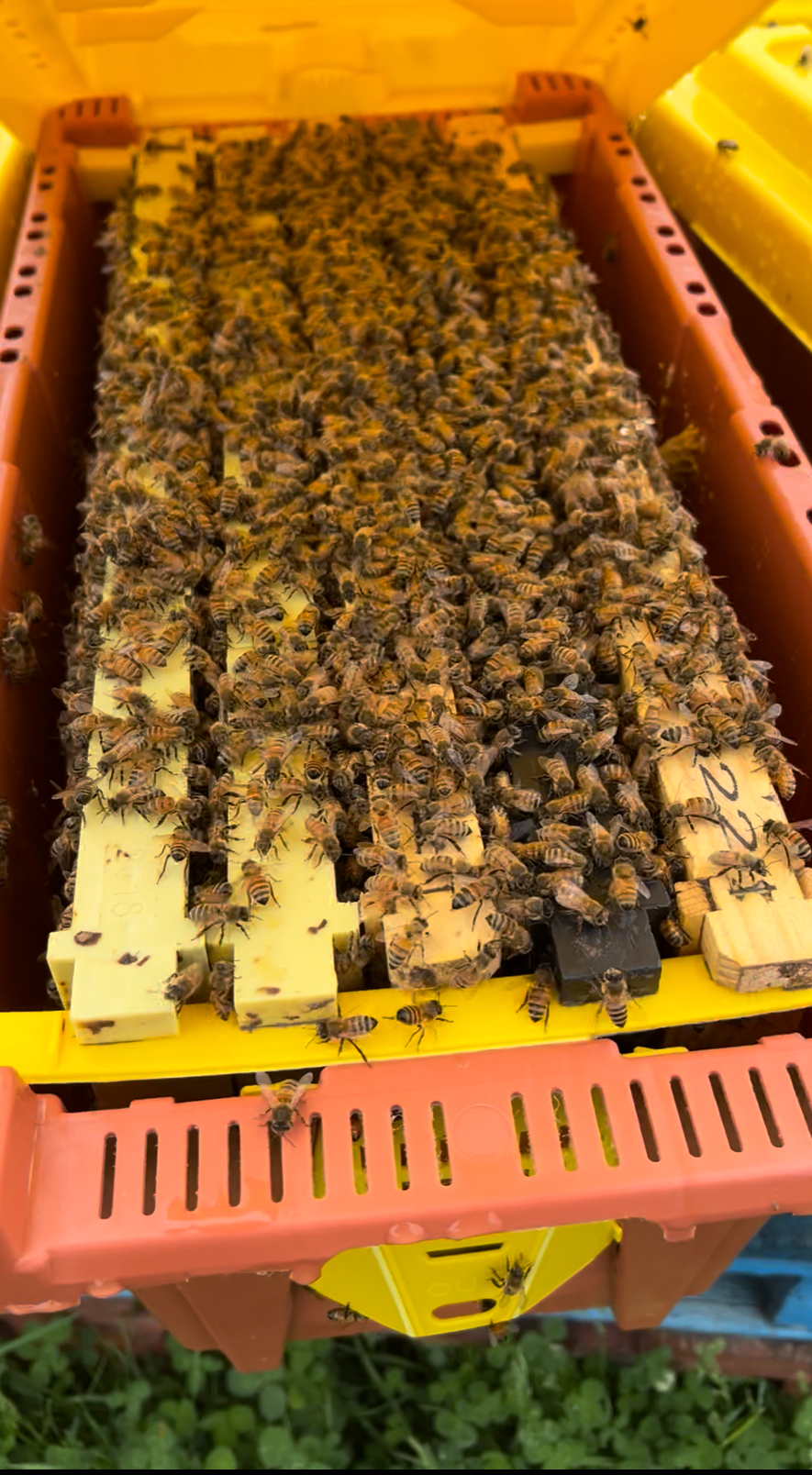 Long Island, NY - NUCS - Promise Land Apiaries