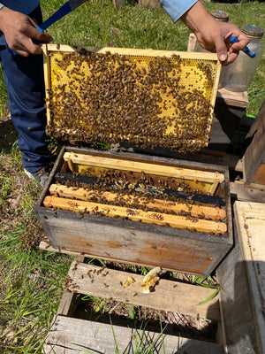Jennings, LA Group 2 (Mid-April to Early-May) Southern 6 Frame Nucs