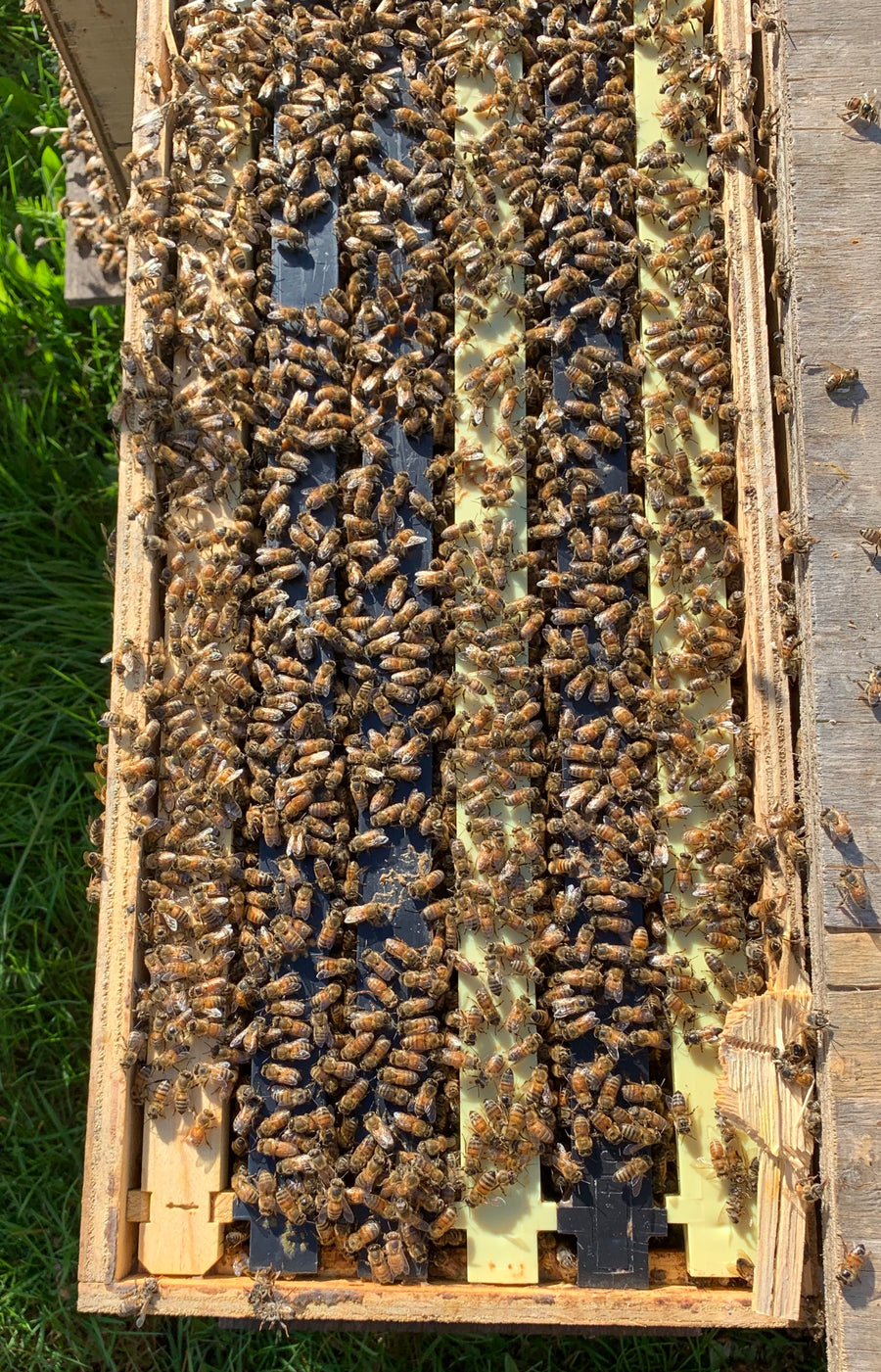 Bunkie, LA Group 3 (Mid May - June)  Southern 6 Frame Nucs